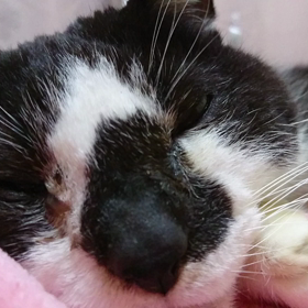 ベルちゃんの画像