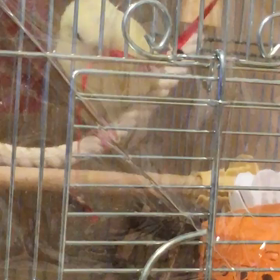 インコのおもちゃの画像