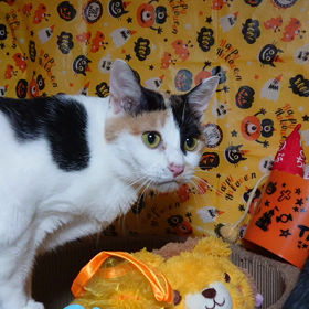 我が家のネコさんズ352②の画像