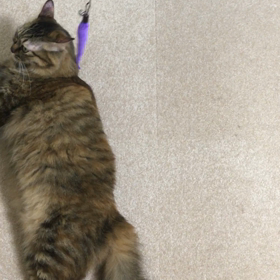 エルの怠惰な遊びの画像