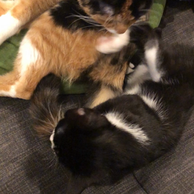 遊ぼー(=^x^=)の画像