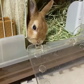 いとしいものは……の画像