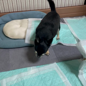 吠えてくれてありがとうの画像