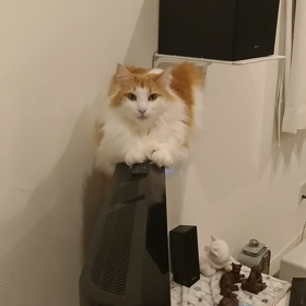なぜの画像