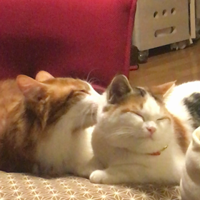 仲が良いのかなんなのかの画像