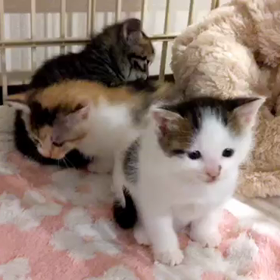 子猫よちよち動画の画像