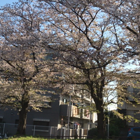 今朝の桜の画像
