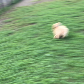 ドッグラン 動画2の画像