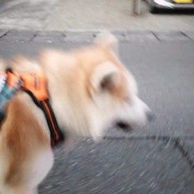 少しゆっくりめのダッシュで全体に休憩少なめの朝散歩。まあ順調だったかな？の画像