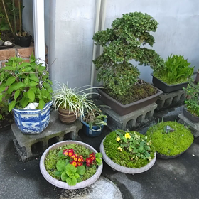 盆栽の引き渡し あともう少し！の画像