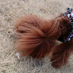 バリバリの画像