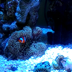 ハタゴイソギンチャクの画像