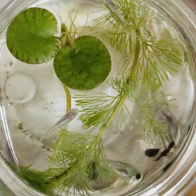 めだかちゃん動画③の画像