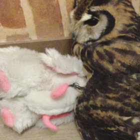 ウサギフクロウのエレンの画像