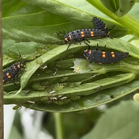 ナナホシてんとうの赤ちゃん？　vs  アブラムシ？　そら豆の葉のリングで！の画像