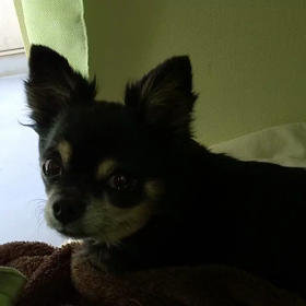 ペットロスの画像