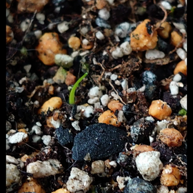 アガパンサスの成長記録 ３年目で花が咲いたよの画像