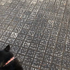 帰ろう大合唱の画像