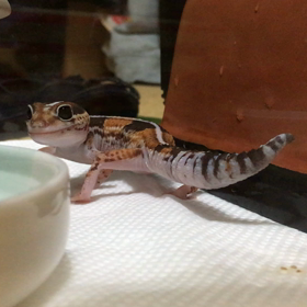 まめぞう奇跡の食欲の画像