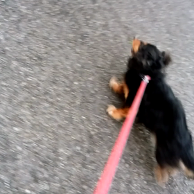 マロくんの画像