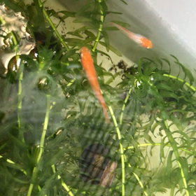 篤姫ちゃんの画像