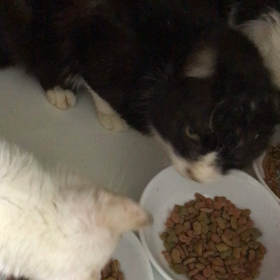 食いしん坊三人組の画像