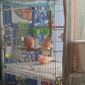 クイズ！ 私は誰！？の画像