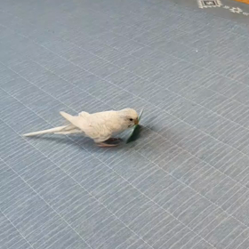 伝書インコの画像