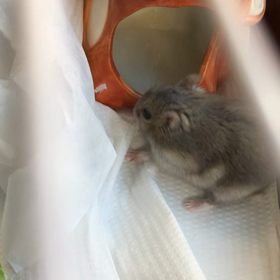 爪が伸びてますね　No.3の画像