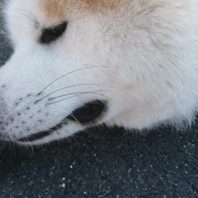 涼しいと思いきや、暑い朝‼️未来丸の昨日の激しい下痢はすっかり完治。未来丸の生命力に感服❗大谷の画像