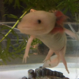 夕飯の時間…ε( ε^o^)эの画像