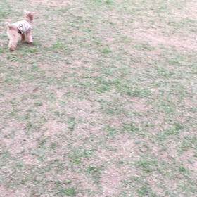 4月16日  稲佐山ドッグランの画像