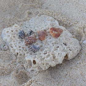 沖縄のヤドカリ達の画像