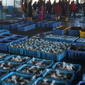 今日は沿岸と外海底引き網のみの画像