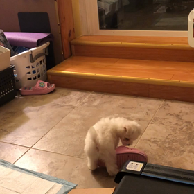 犬のしつけがわかりませんの画像