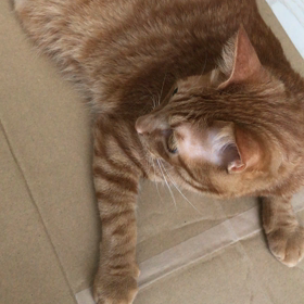 おしゃべりねこ。の画像