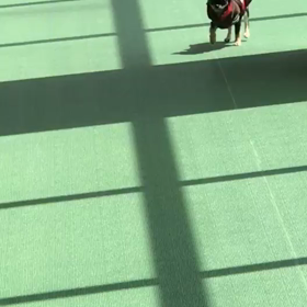 室内ドックランがの画像