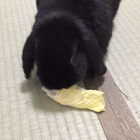 白菜うまぁ〜の画像