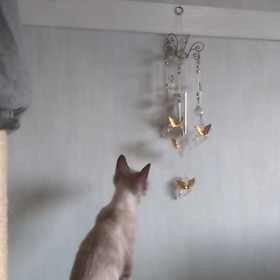 天使に猫パンチの画像