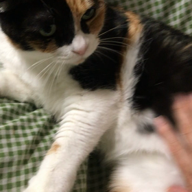 まんざらでもない、訳でもない、らしい。の画像