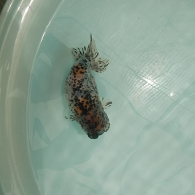 江戸錦 二歳魚！の画像