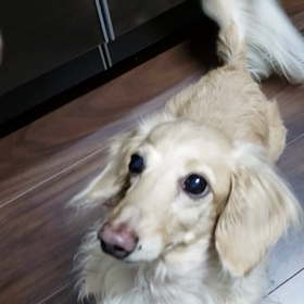 チェリーちゃんメルモちゃん＆しーちゃん＆親方一家＆ダグちゃん♬♫.。o○嬉しいもぐもぐ便の画像