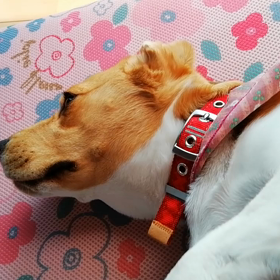 甘えん坊モカの画像