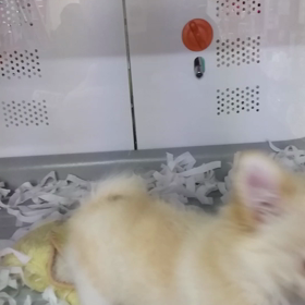 ペットショップいってきたの画像