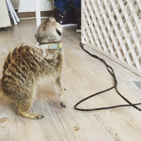 じゃれあうミーアキャットの画像