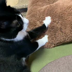 癒されるわーの画像