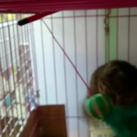 キング君動画の画像