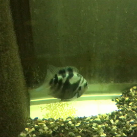 ブルータイガーパロット 産卵 3日目の画像