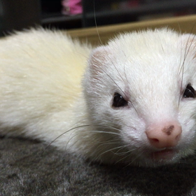 泣いてるの？の画像