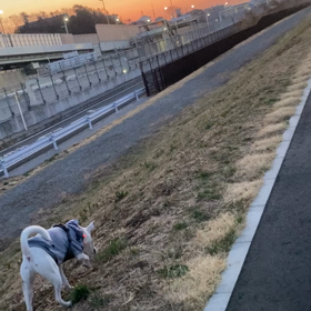 あささんぽの画像